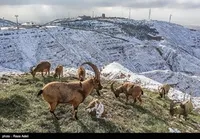 حوزه حیات&zwnj;وحش هم از وقف بی&zwnj;نصیب نماند