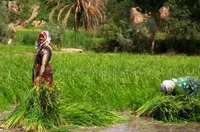 امنیت غذایی و ثبات اجتماعی